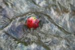 PICTURES/Woods Canyon Lake/t_Artsy Red Berry in Water4.JPG